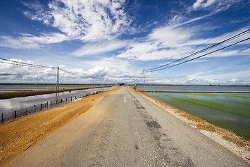 Image showing Paddy Field