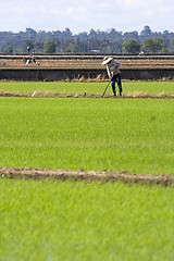 Image showing Farmer at Paddy Field