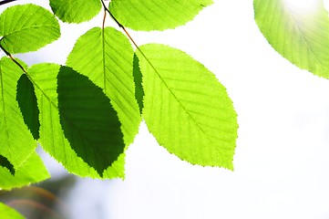 Image showing leaves