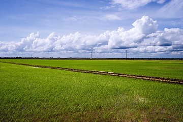 Image showing Paddy Field Landscape