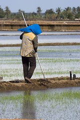 Image showing Farmer at Paddy Field