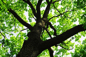 Image showing trees in the woods