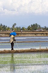 Image showing Farmer at Paddy Field