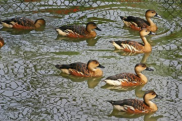 Image showing Ducks