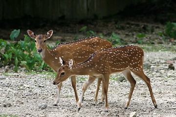 Image showing Axis Deer