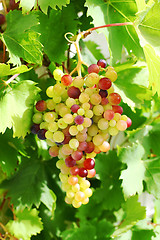 Image showing Unripe grapes in the garden