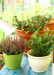 Image showing Outdoor flower pots