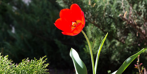 Image showing A Tulip