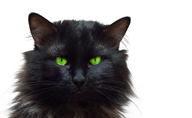 Image showing Black Cat Portrait 3