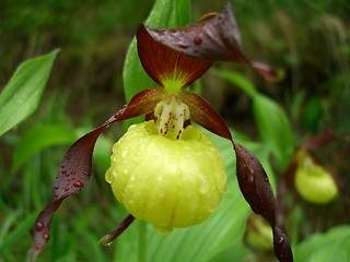 Image showing Lady's Slipper