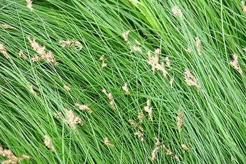 Image showing green grass