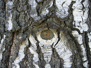 Image showing birch bark background