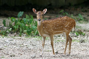 Image showing Axis Deer