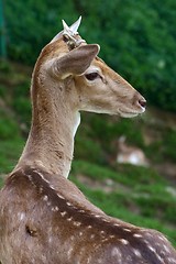 Image showing Deer