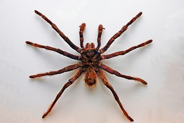 Image showing Giant Bird Spider