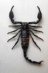 Image showing Scorpion