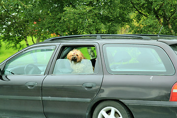 Image showing Dog in a car