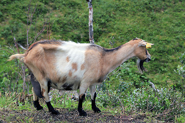 Image showing goat