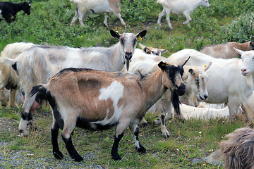Image showing goat