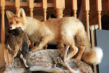 Image showing Fox and a bird