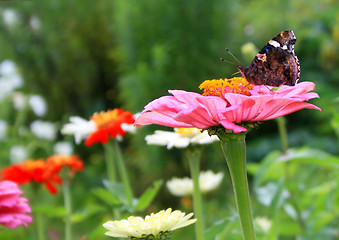 Image showing butterfly on a flower