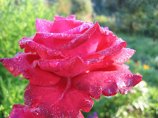 Image showing flower of rose with drops of dew