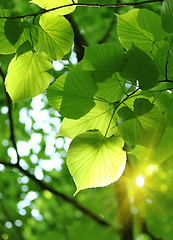 Image showing fresh spring foliage