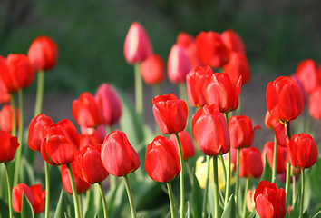 Image showing beautiful red tulips