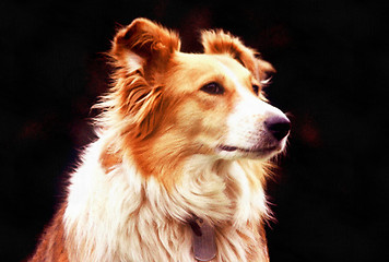 Image showing Collie