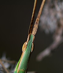 Image showing The eye of a Acridini