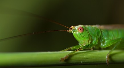 Image showing Katydid (Tettigoniidae)