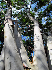 Image showing White Barked Tree