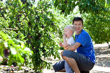 Image showing father and son picking plums