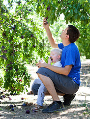Image showing father and son picking plums