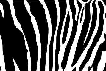 Image showing zebra background