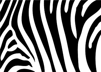 Image showing zebra background