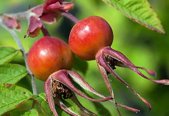 Image showing Rose hips (Rosa)