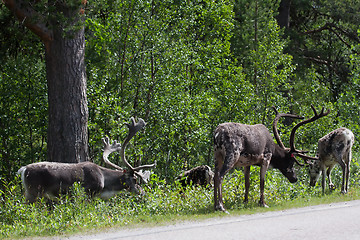 Image showing Reindeers