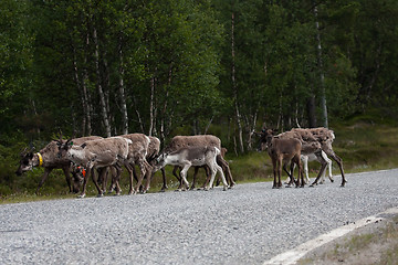 Image showing reindeers