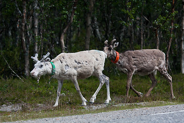 Image showing reindeers