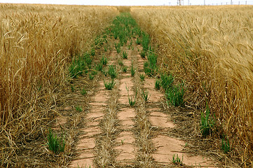 Image showing Path In a Wheat Field