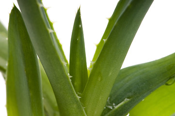 Image showing Aloe vera - herbal medicine 