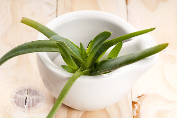 Image showing Aloe vera - herbal medicine 