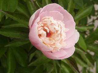 Image showing pink peony