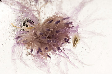 Image showing Frozen flowers. blossoms in the ice cube