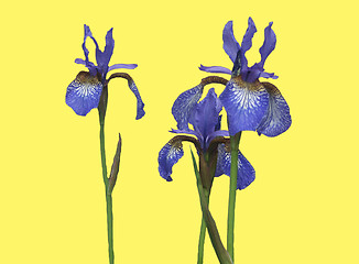 Image showing Dark blue irises on a yellow