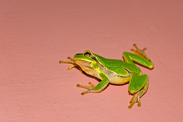 Image showing Treefrog on the vertical wall