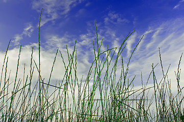 Image showing Cereals on the blue sky background