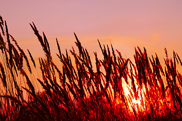 Image showing Cereals on sunset background