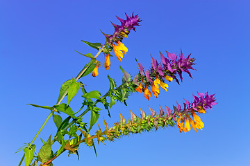 Image showing Beautiful wild flowers